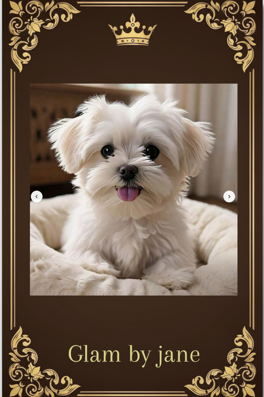 Diamond Painting 5D – Bichon Maltais